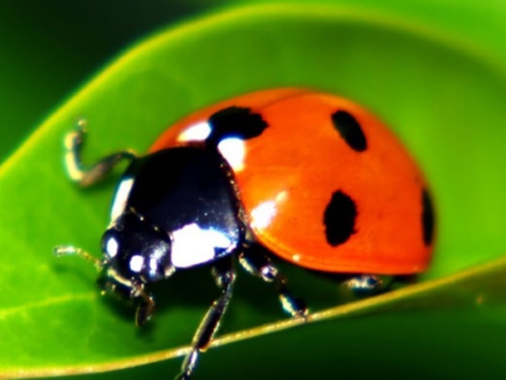 Live Ladybugs
