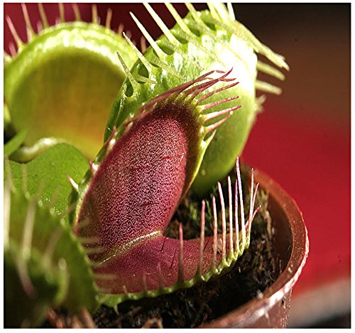 Venus Fly Trap